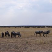  The Serengeti, TZ